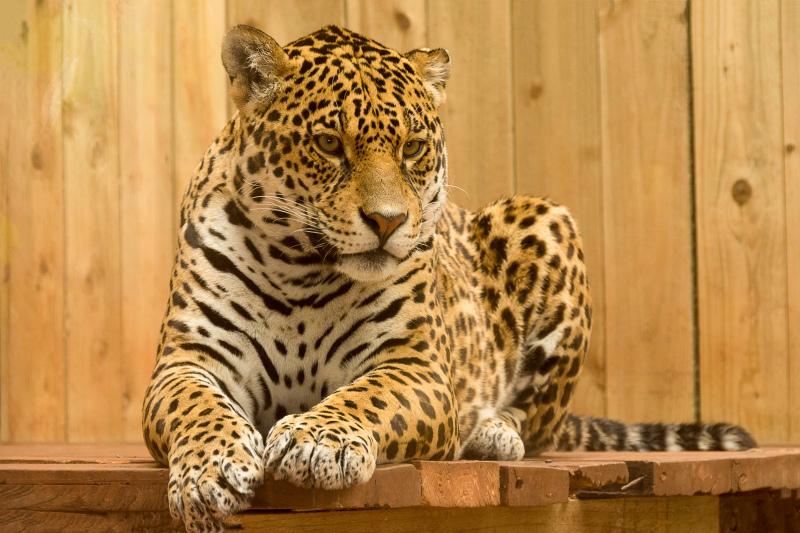 relaxing jaguar picture  realistic elegance 