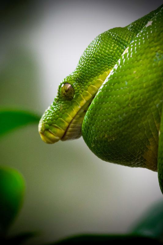 reptile backdrop picture elegant snake closeup 