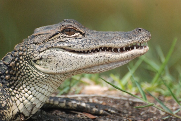 reptiles alligators animal