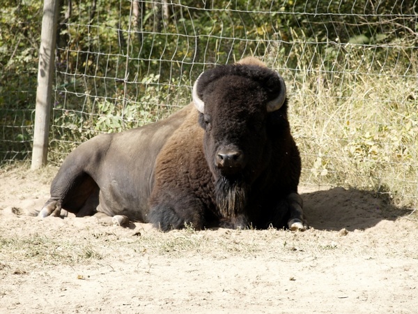resting bison animal nature