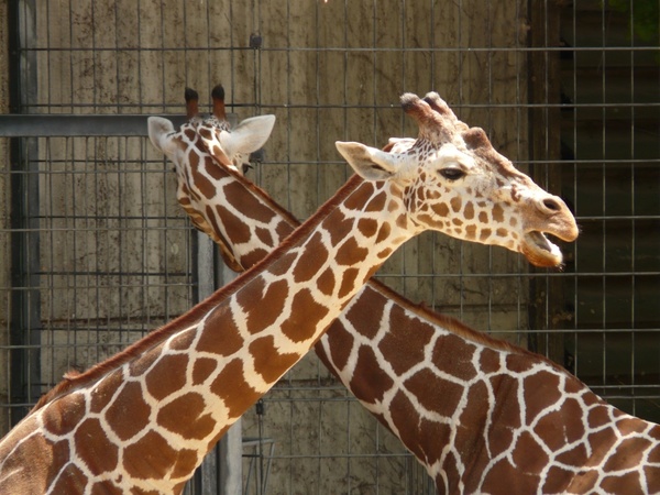 reticulated giraffe animal large