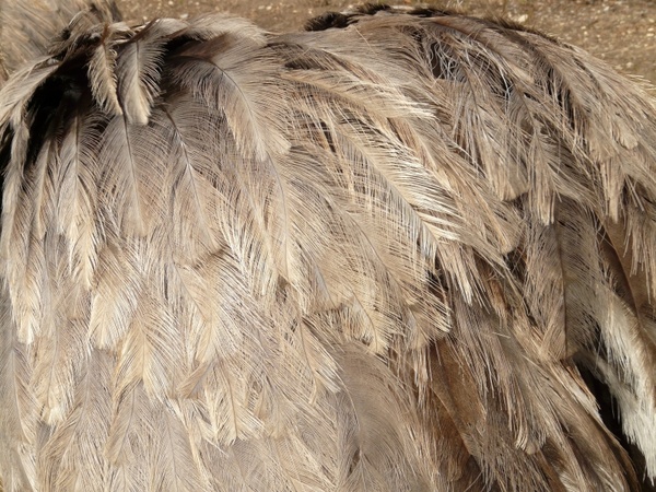 rhea (bird) bird rhea americana