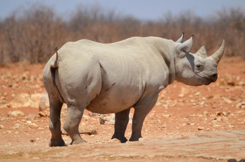 rhino backdrop picture bright elegant realistic  
