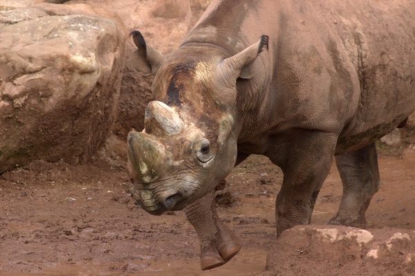 rhino safari zoo
