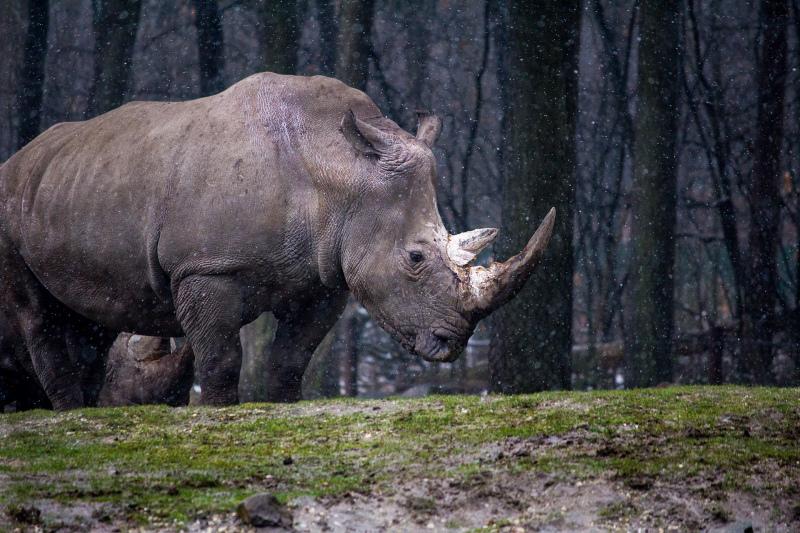 rhino zoo scene backdrop picture contrast realistic  
