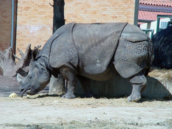rhinoceros animal zoo