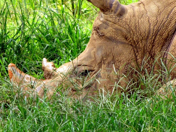 rhinoceros animals head