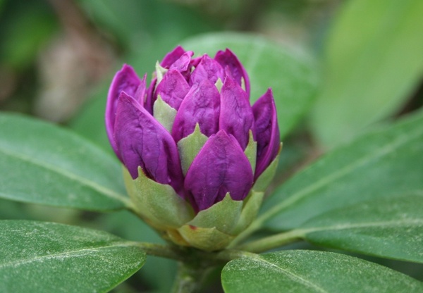 rhododendron bud purple 