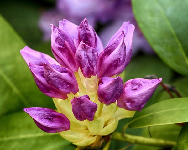 rhododendron purple buds
