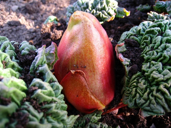 rhubarb bud earth