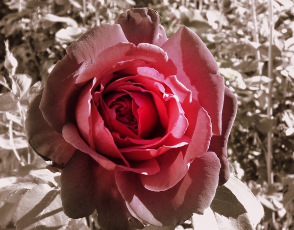 rickety rose
