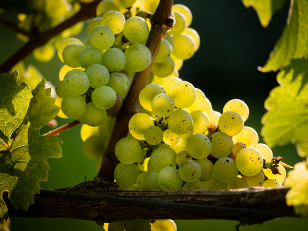 riesling grapes 3 
