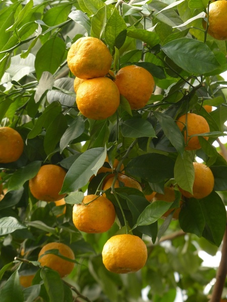 rind fruits bitter oranges