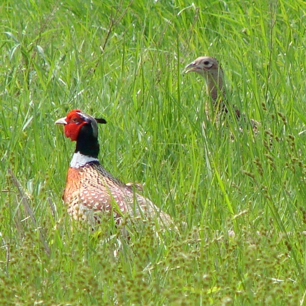 ring necked pheasant