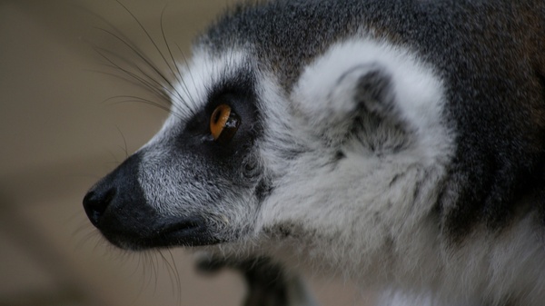 ring tailed lemur close encounter