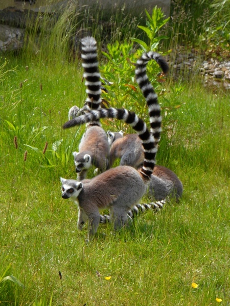 ring tailed lemur prosimians lemurs