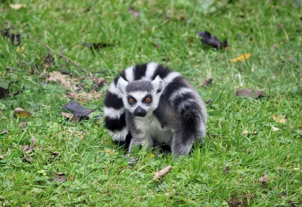 ringtailed lemur 
