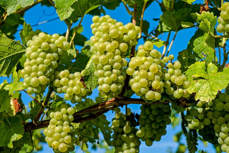 ripe grapes backdrop picture elegant realistic 