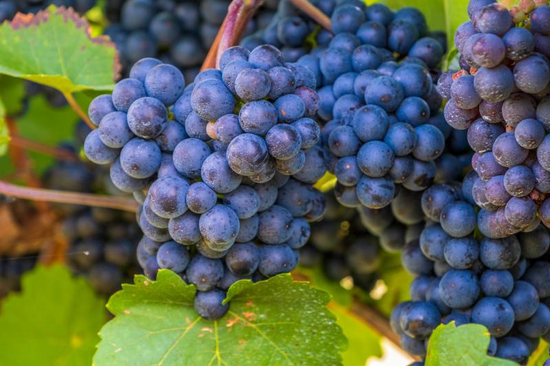 ripe grapes backdrop picture elegant realistic 