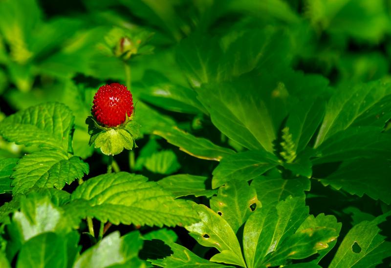 ripe strawberry backdrop picture elegant realistic 