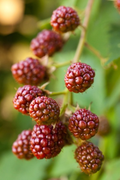 ripening blackberries