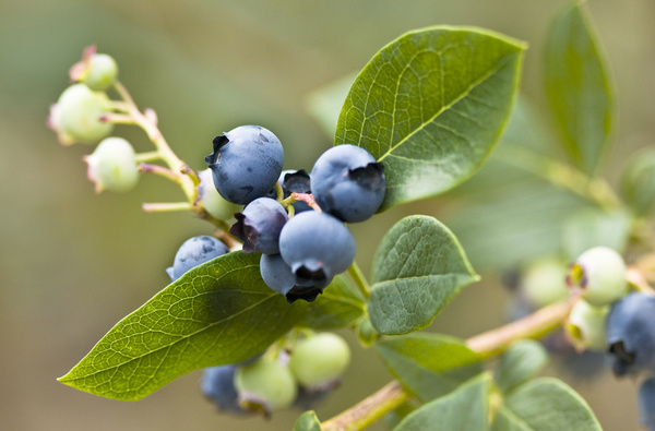 ripening blueberries 