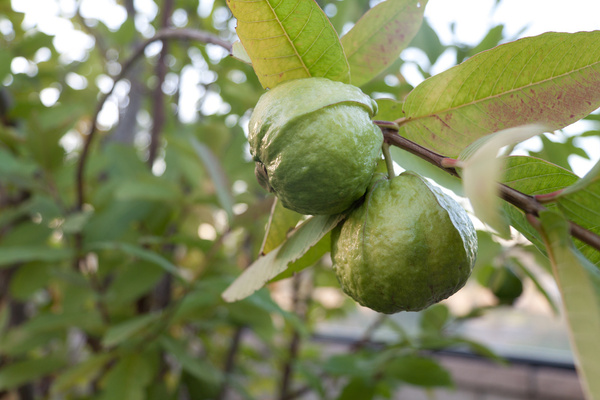 ripening guava fruit on the stem