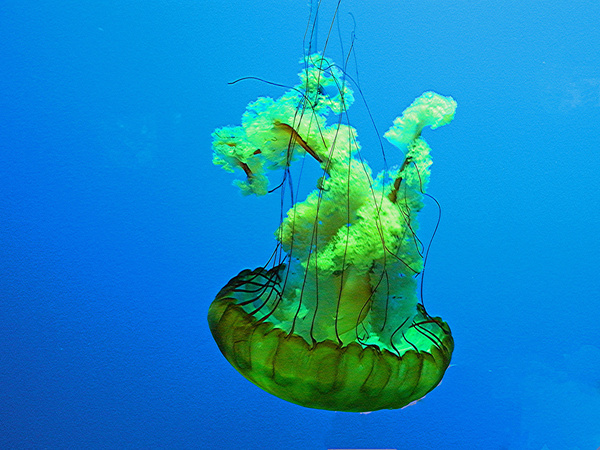 ripleys aquarium greenjellyfish 
