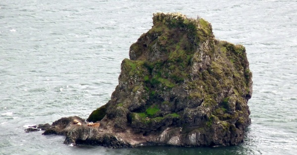 river rocks sea lions