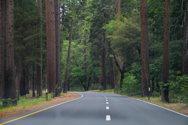 road going through trees in the forest