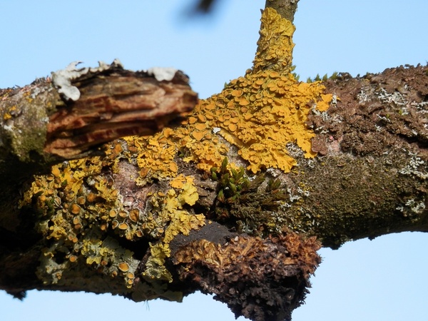road nature lichen 