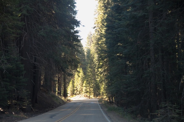 road through tall trees in thick forest