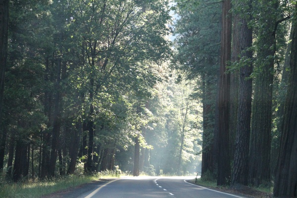 road through trees in the forest