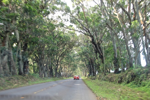 road through tunnel of trees