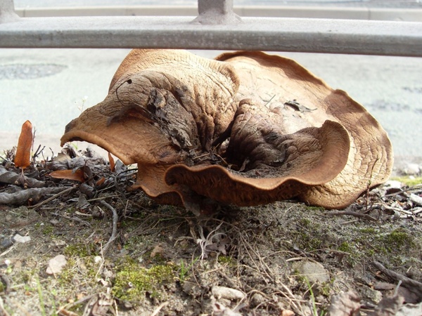 roadside fungus