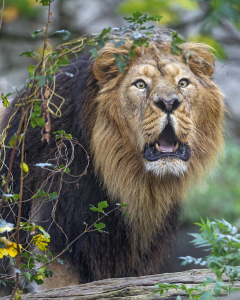 roaring asiatic lion