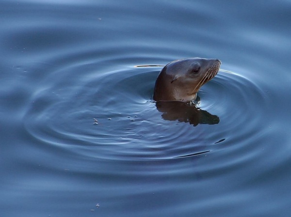 robbe seal meeresbewohner