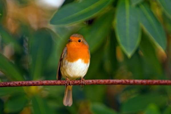 robin bird red robin