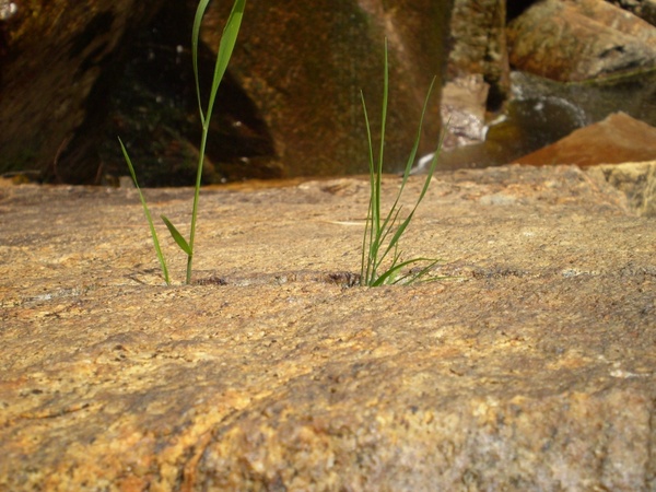 rock and grass