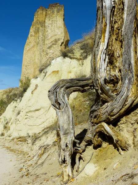 rock root tree