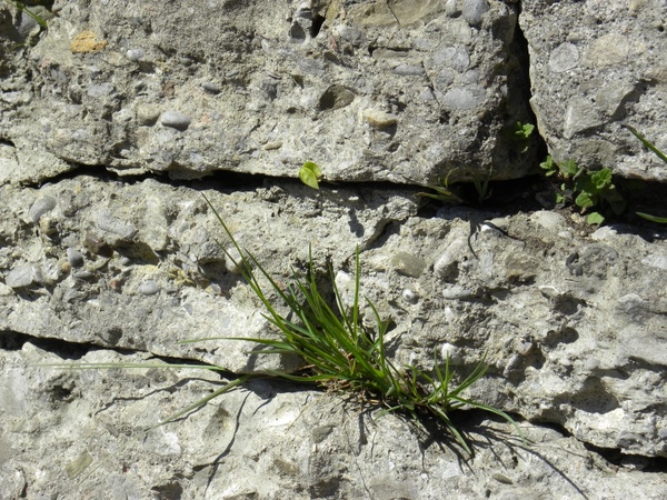 rock wall grass close-up 
