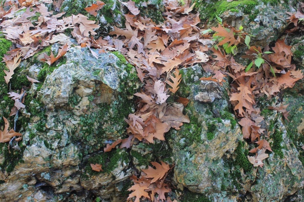 rock with autumn leaves 