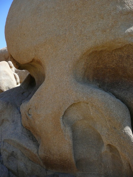 rocky skull nature