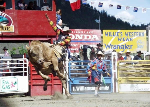 rodeo bull riding cowboy