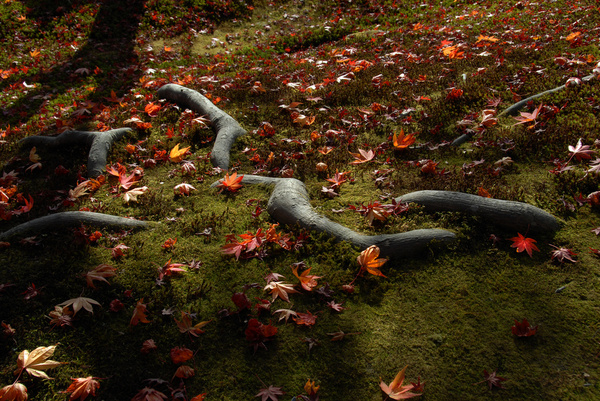 rokuon ji deer garden temple kyoto autumn leaves japan