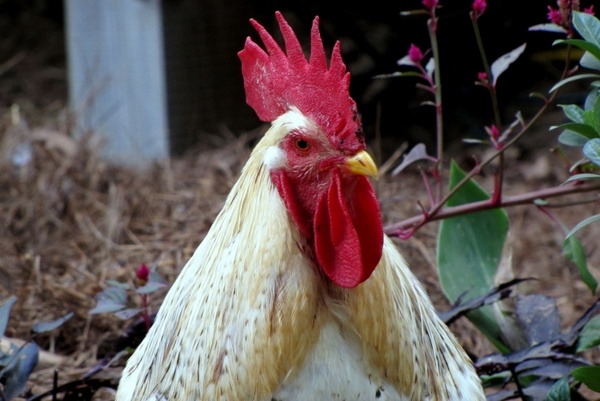rooster head poultry