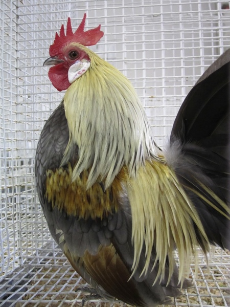 rooster poultry cock 