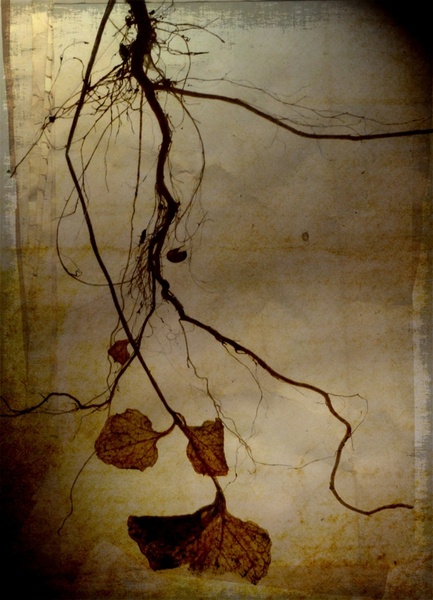 roots hanging art