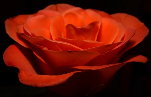ros orange flower