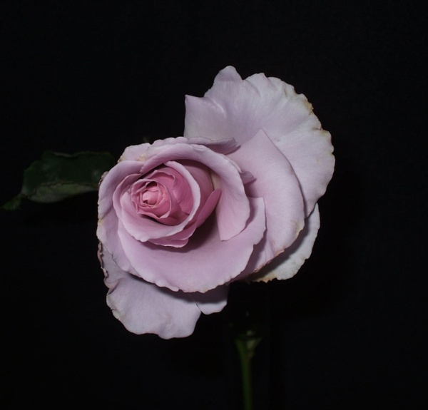 ros sterling rose